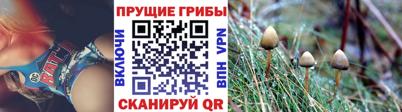 Псилоцибиновые грибы Cubensis  Купить  Пролетарск 